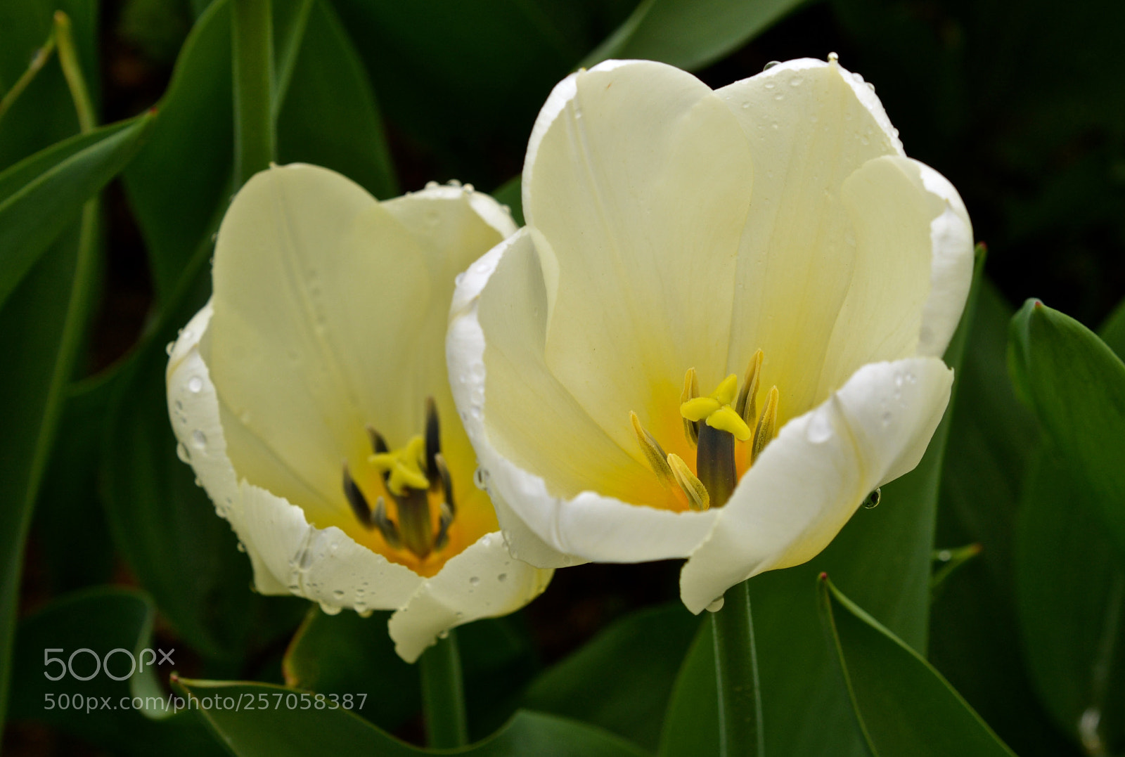Nikon D600 sample photo. Tulips photography