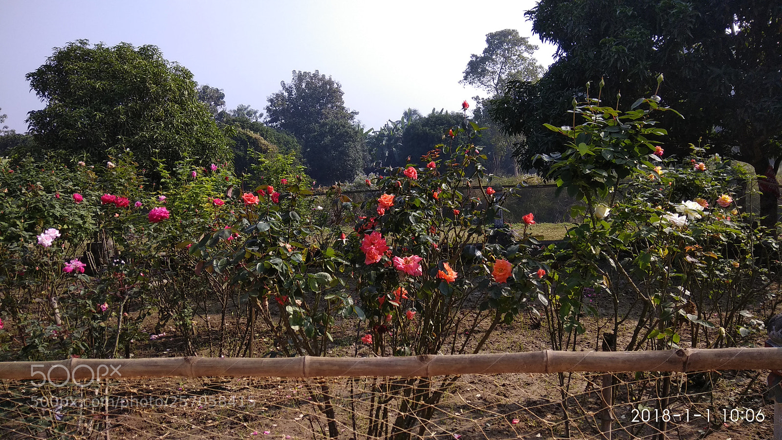 Xiaomi Redmi Note 4 sample photo. Untitled photography