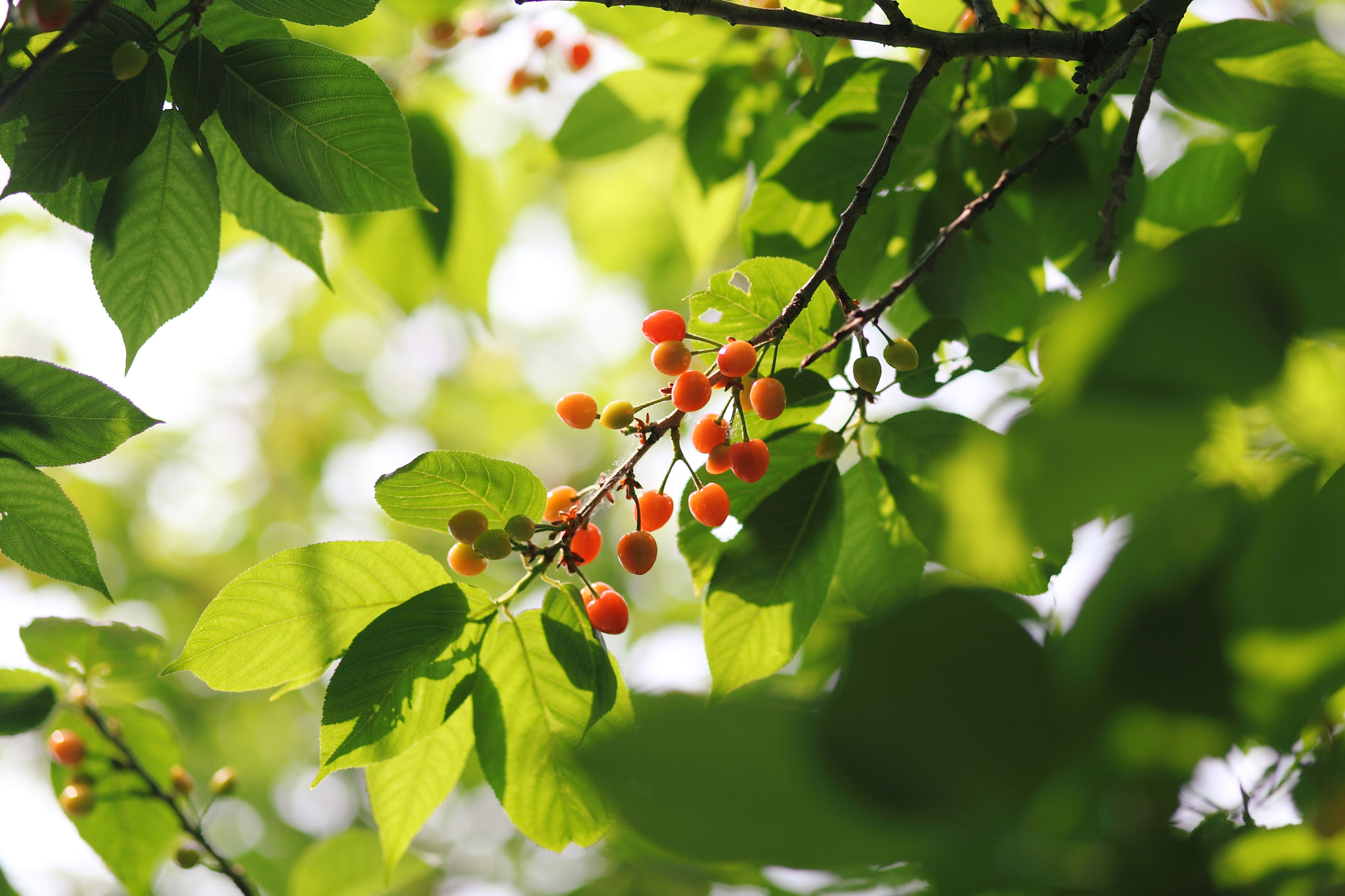 Canon EOS 5D Mark II + Canon EF 85mm F1.8 USM sample photo. Cherry photography