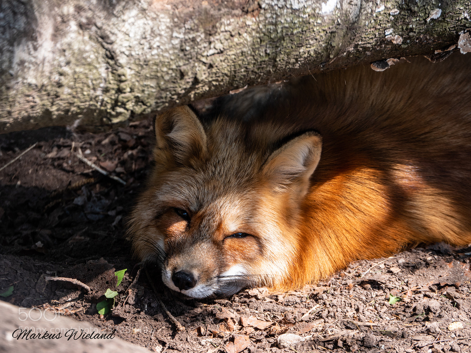 Panasonic Lumix DC-G9 sample photo. Fox photography