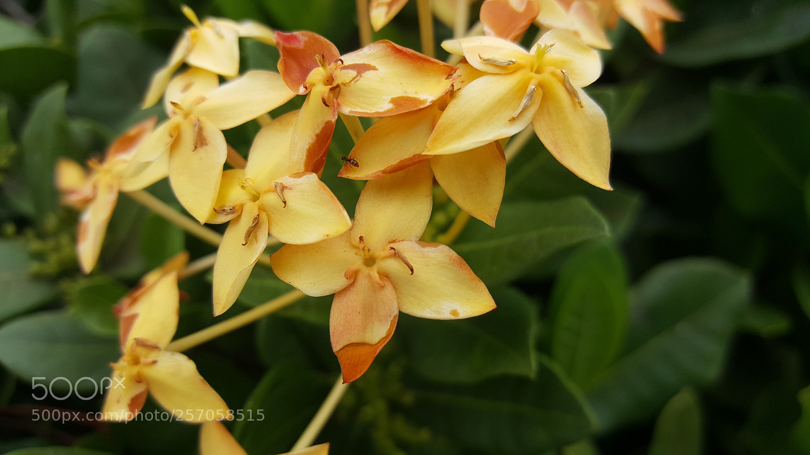 Samsung Galaxy Note5 sample photo. Nature work photography