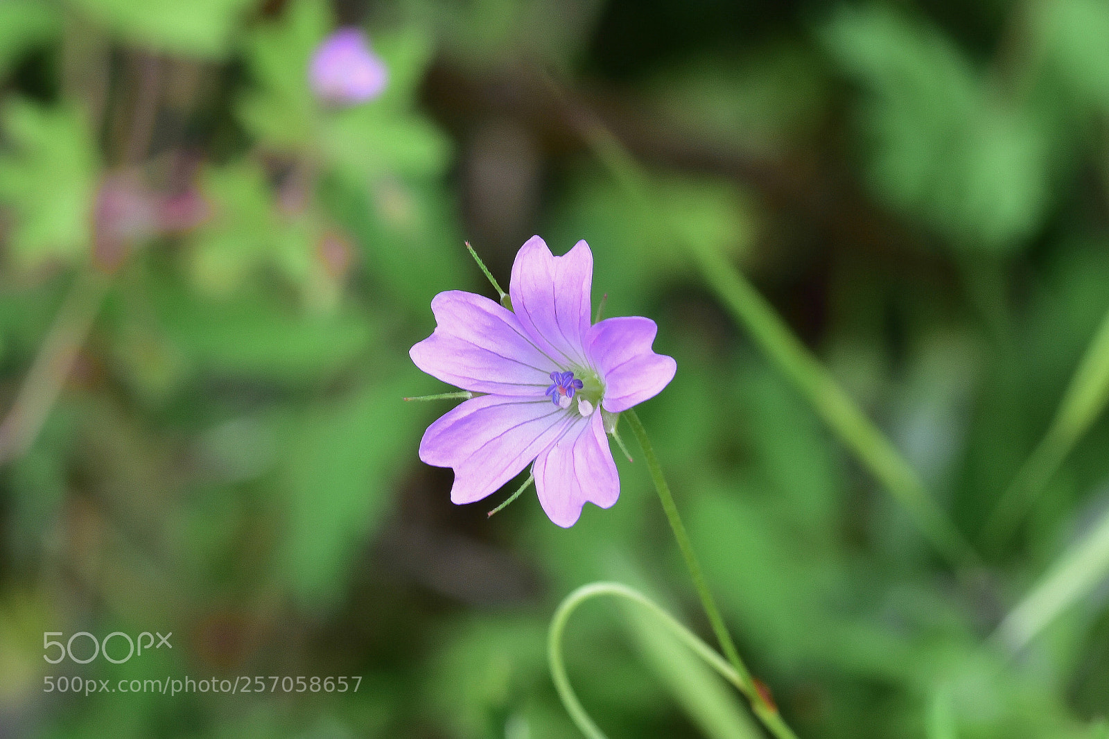 Nikon D7200 sample photo. Nature photography