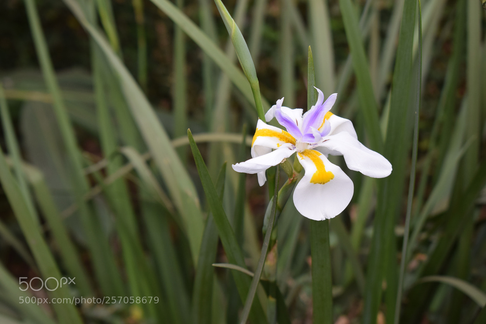 Nikon D3300 sample photo. Iris blossom photography