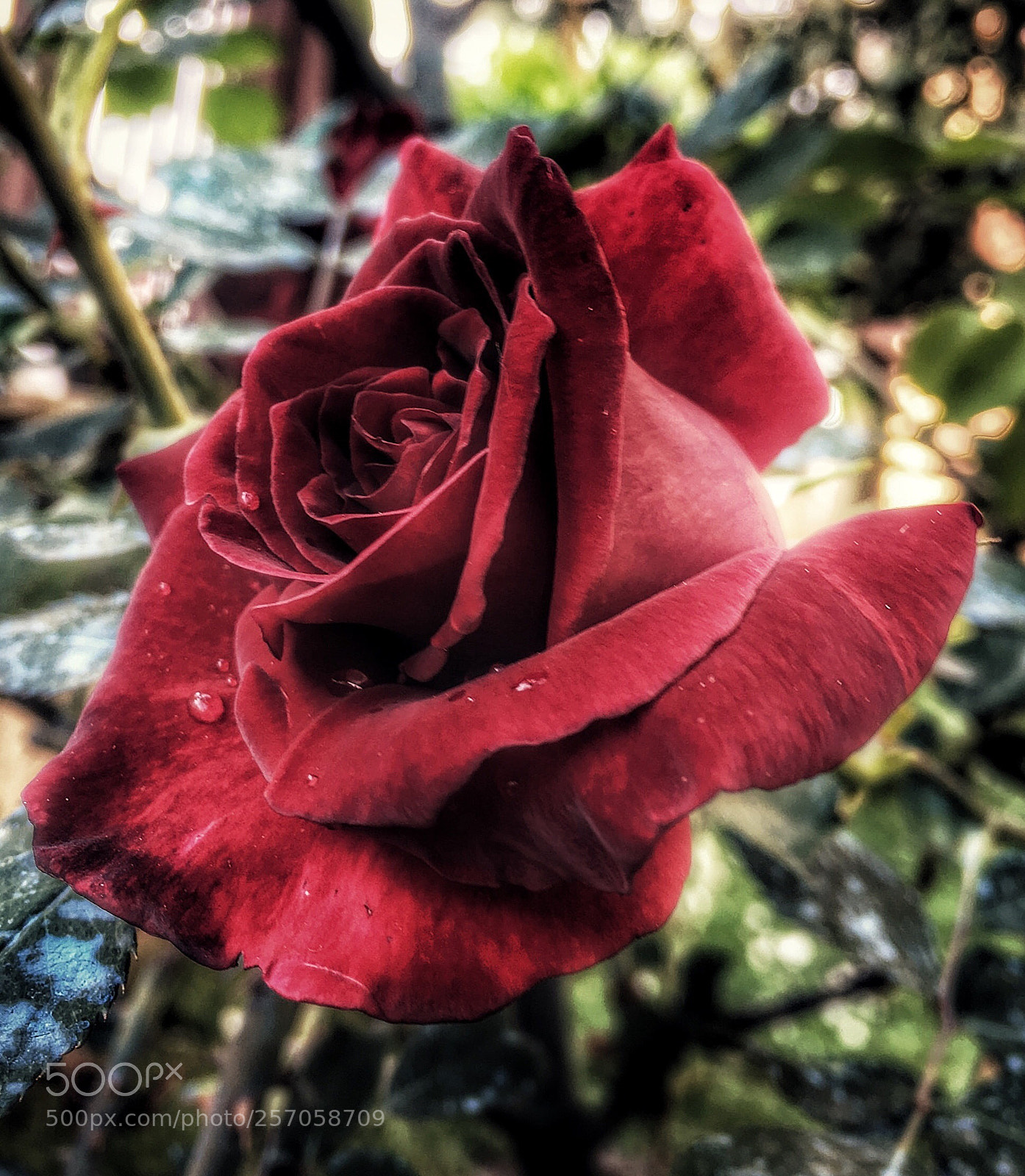 Apple iPhone 6s sample photo. ??? photography