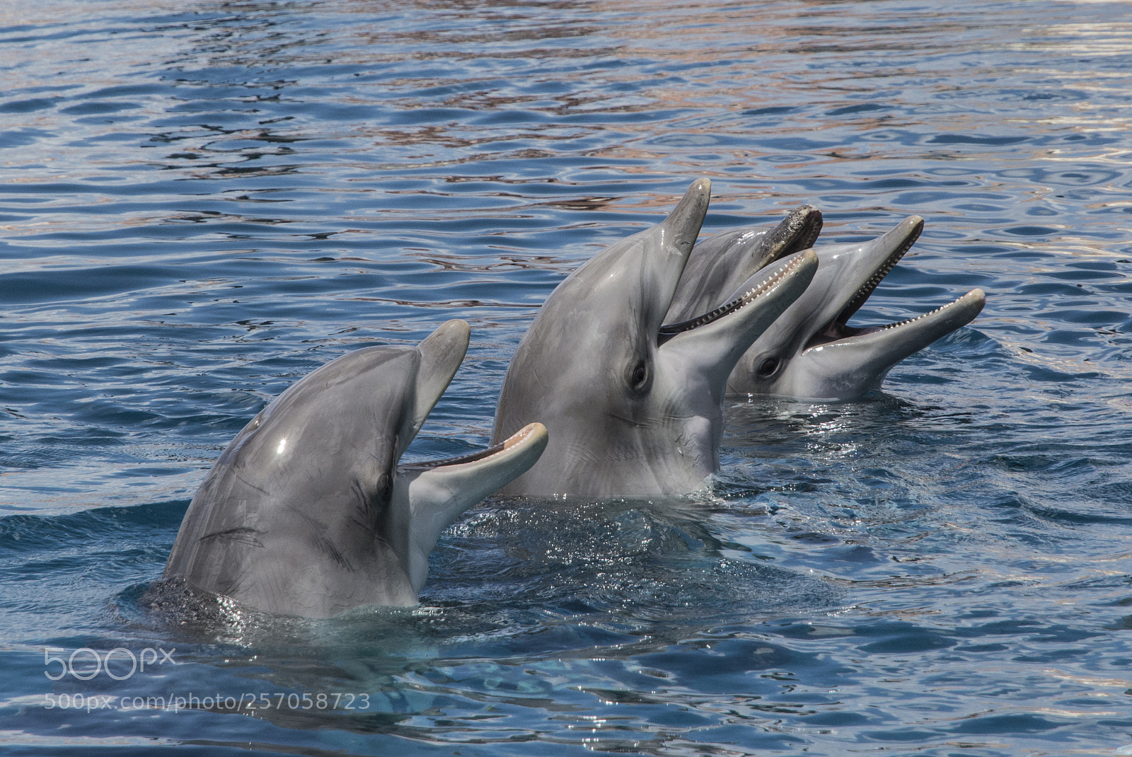 Nikon D7100 sample photo. Delfines photography