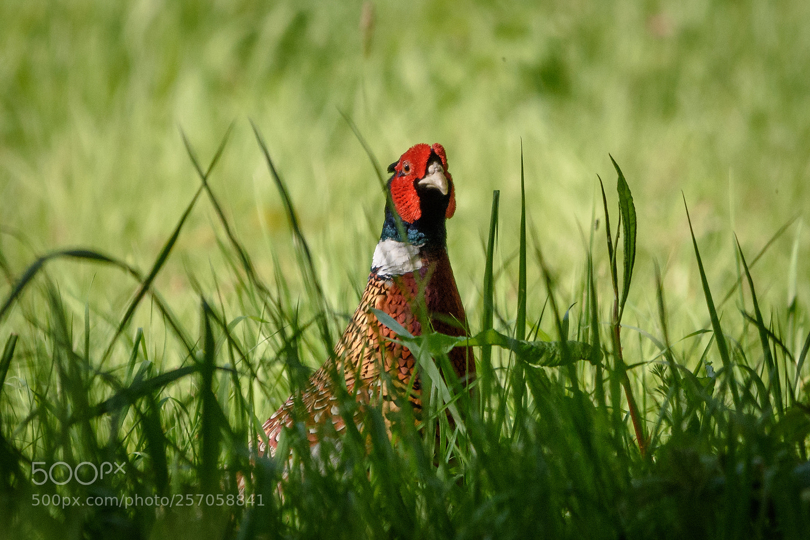 Nikon D7200 sample photo. Pheasant photography