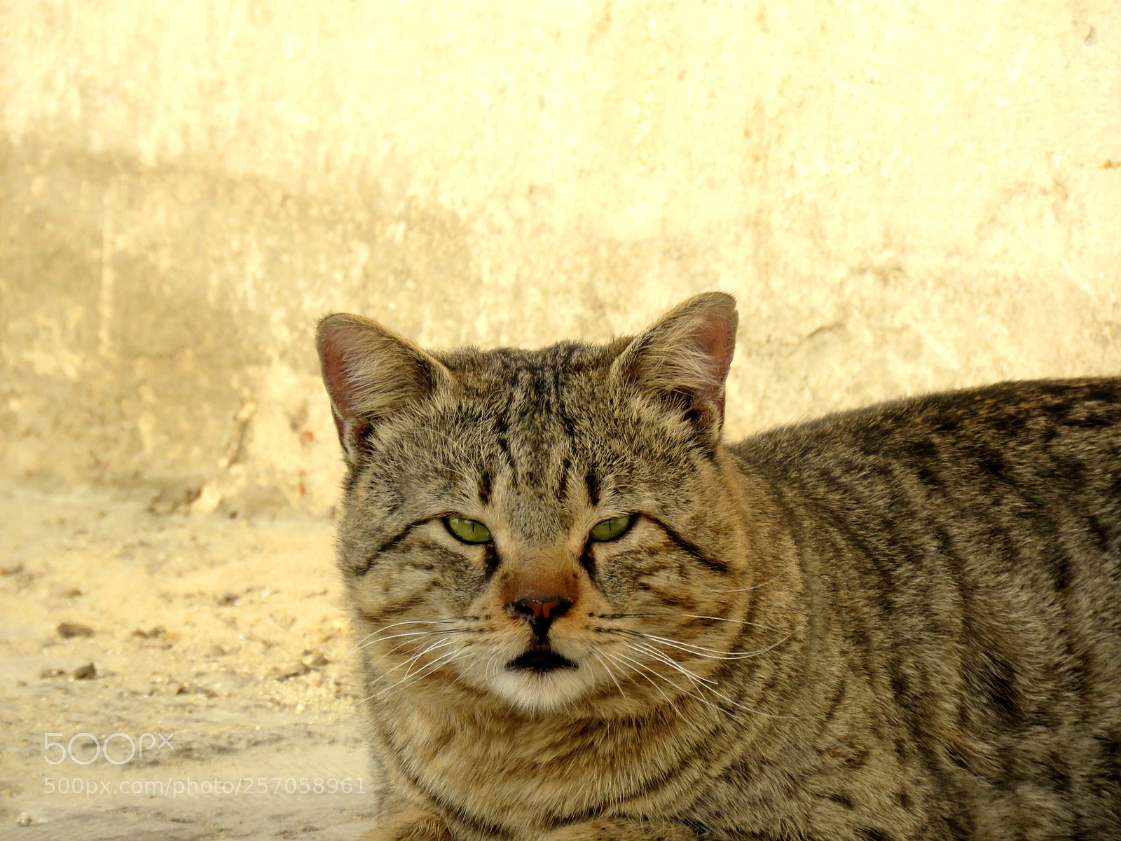 Canon PowerShot SX60 HS sample photo. ? cat photography