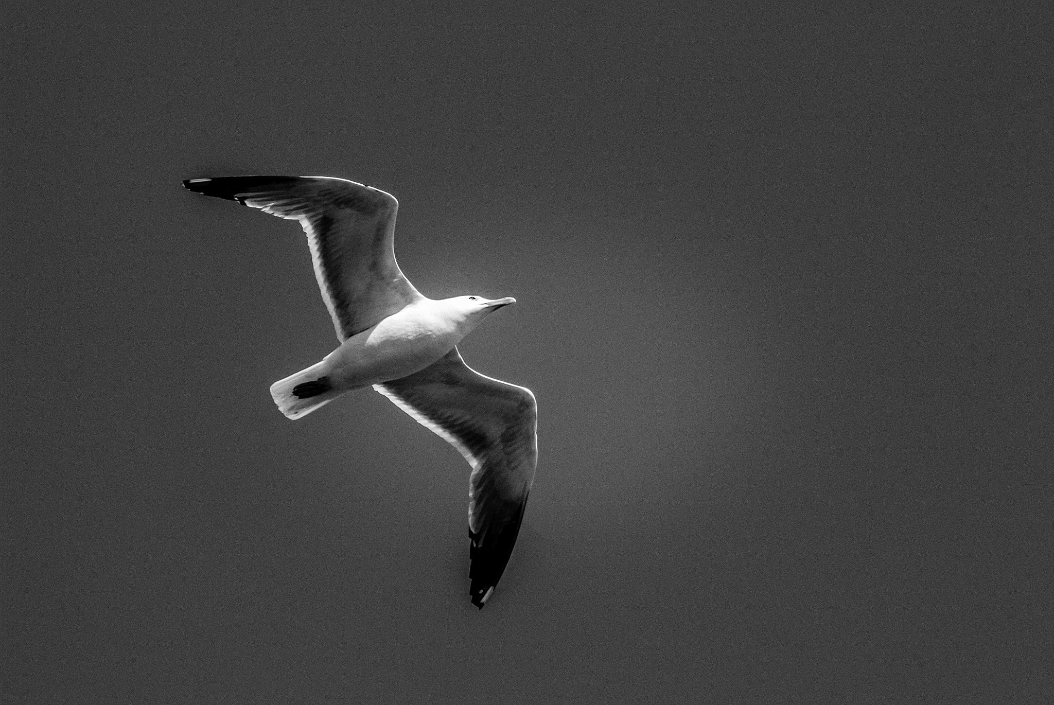 Fujifilm FinePix S5 Pro sample photo. Seagull on backlight photography