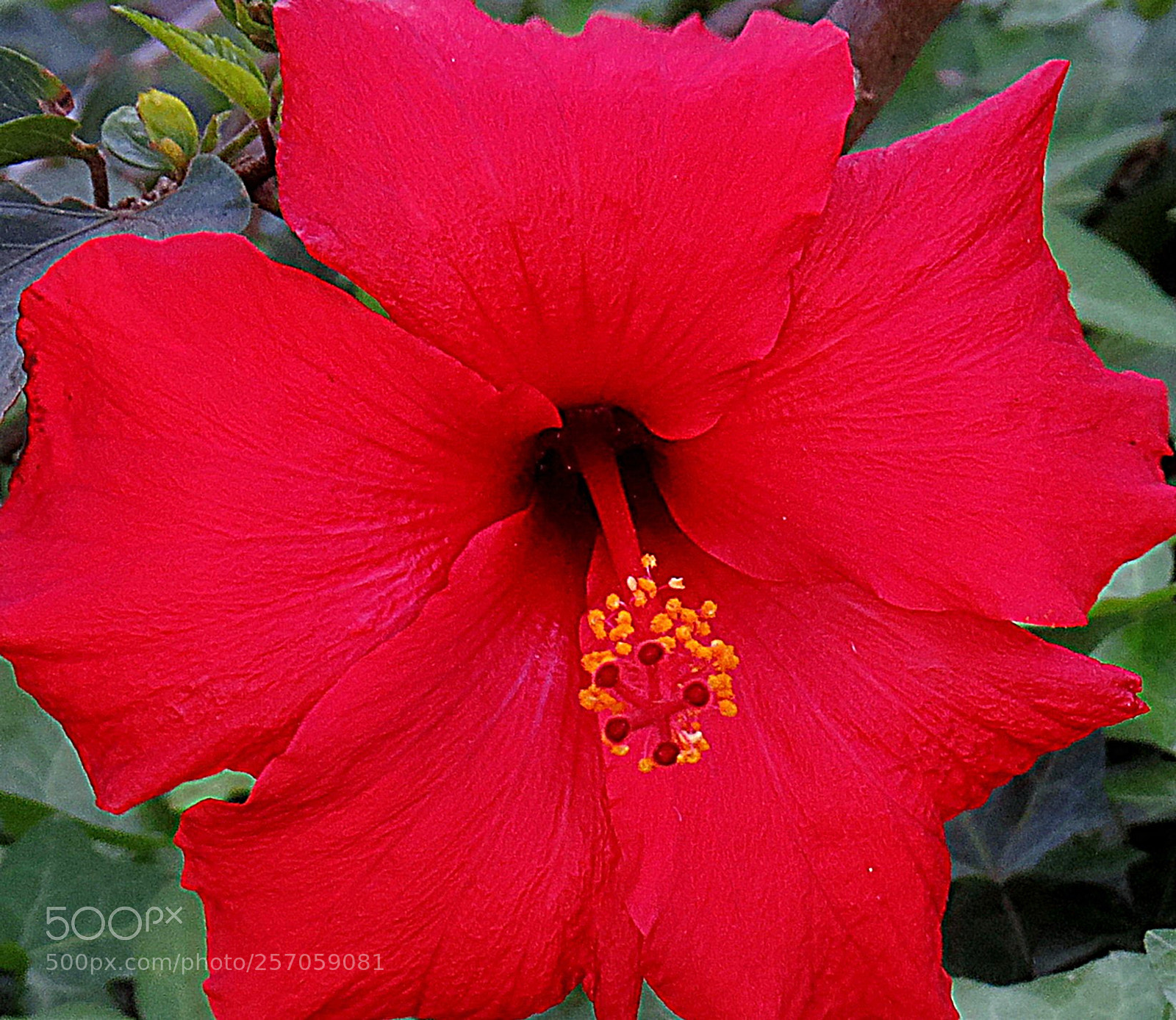 Canon PowerShot SX50 HS sample photo. Red hibiscus flower photography