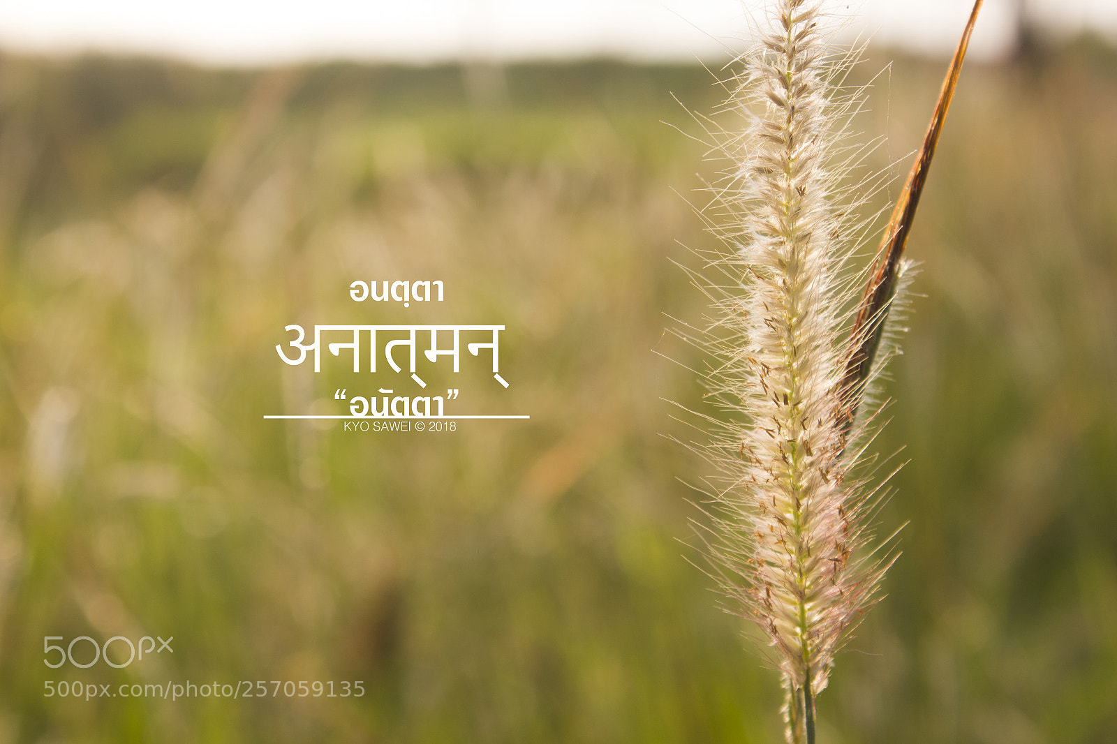 Canon EOS 550D (EOS Rebel T2i / EOS Kiss X4) sample photo. अनात्मन् photography