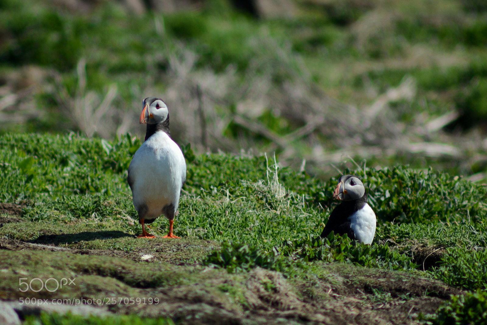 Nikon D7100 sample photo. Nesting puffins photography