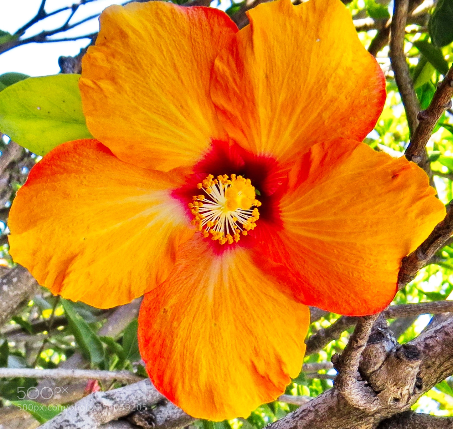 Canon PowerShot SX50 HS sample photo. Gold hibiscus flower photography