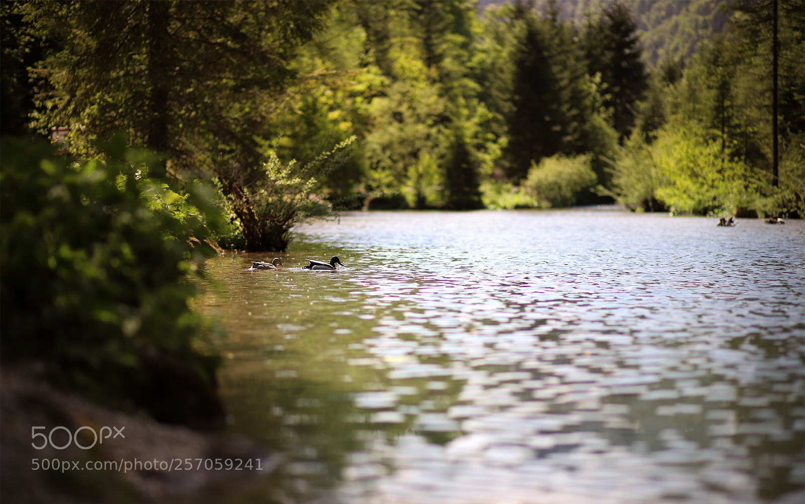 Canon EOS 6D Mark II sample photo. Catching some rays... photography