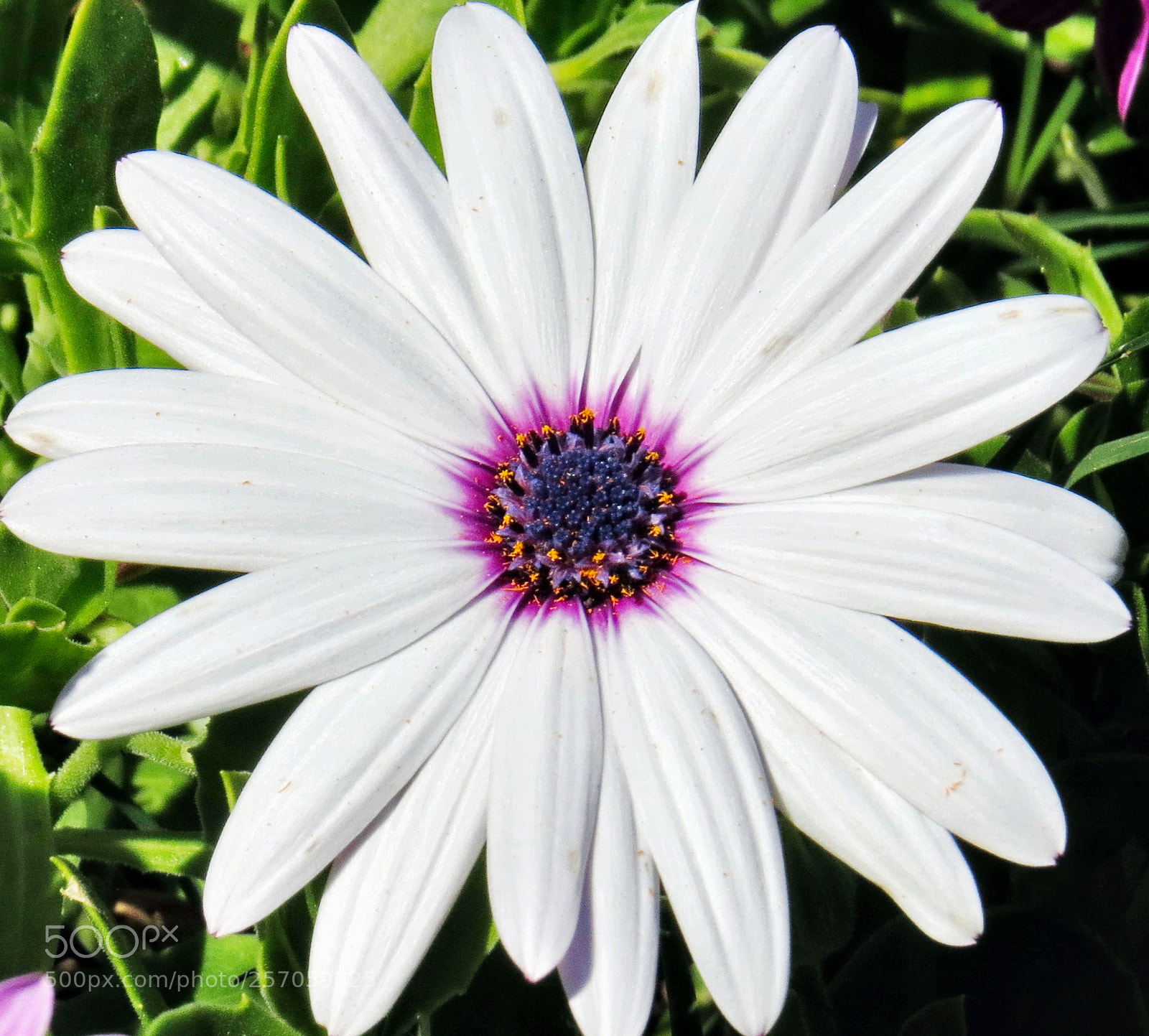 Canon PowerShot SX50 HS sample photo. White and purple daisy photography