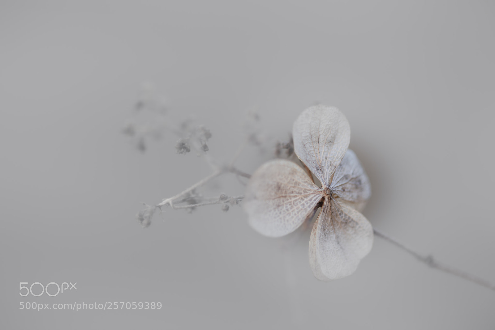 Nikon D810 sample photo. Untitled photography
