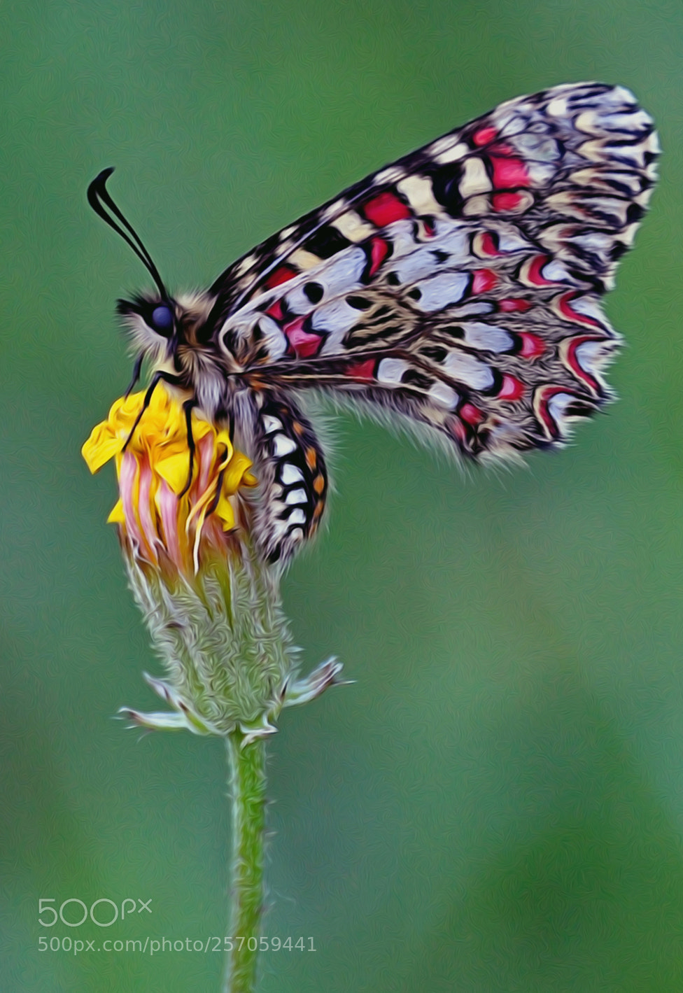 Nikon D90 sample photo. Arlequin... photography
