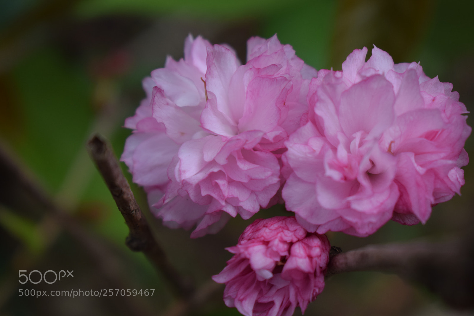 Nikon D3300 sample photo. Cherry blossoms photography