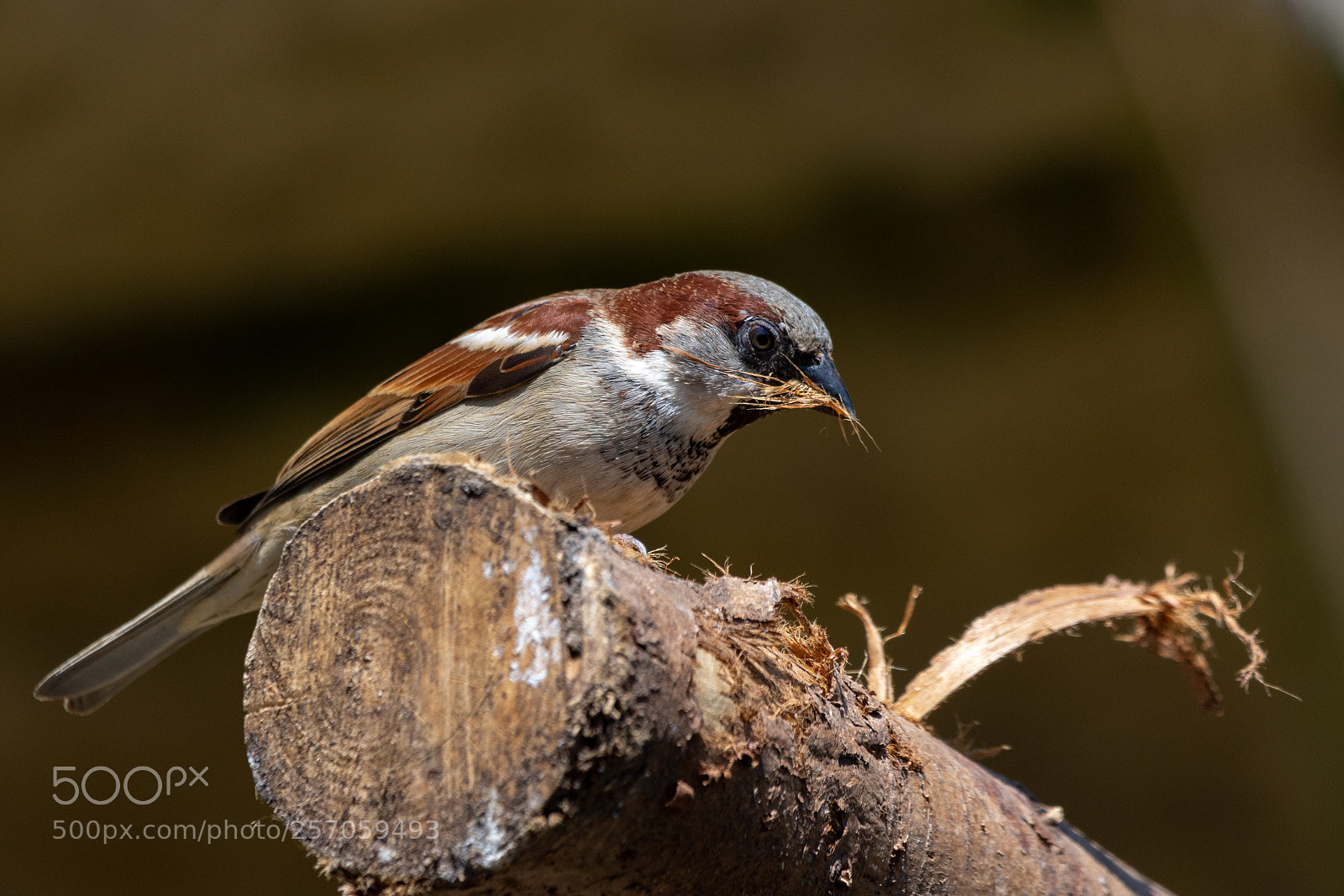 Nikon D7200 sample photo. Sparrow photography