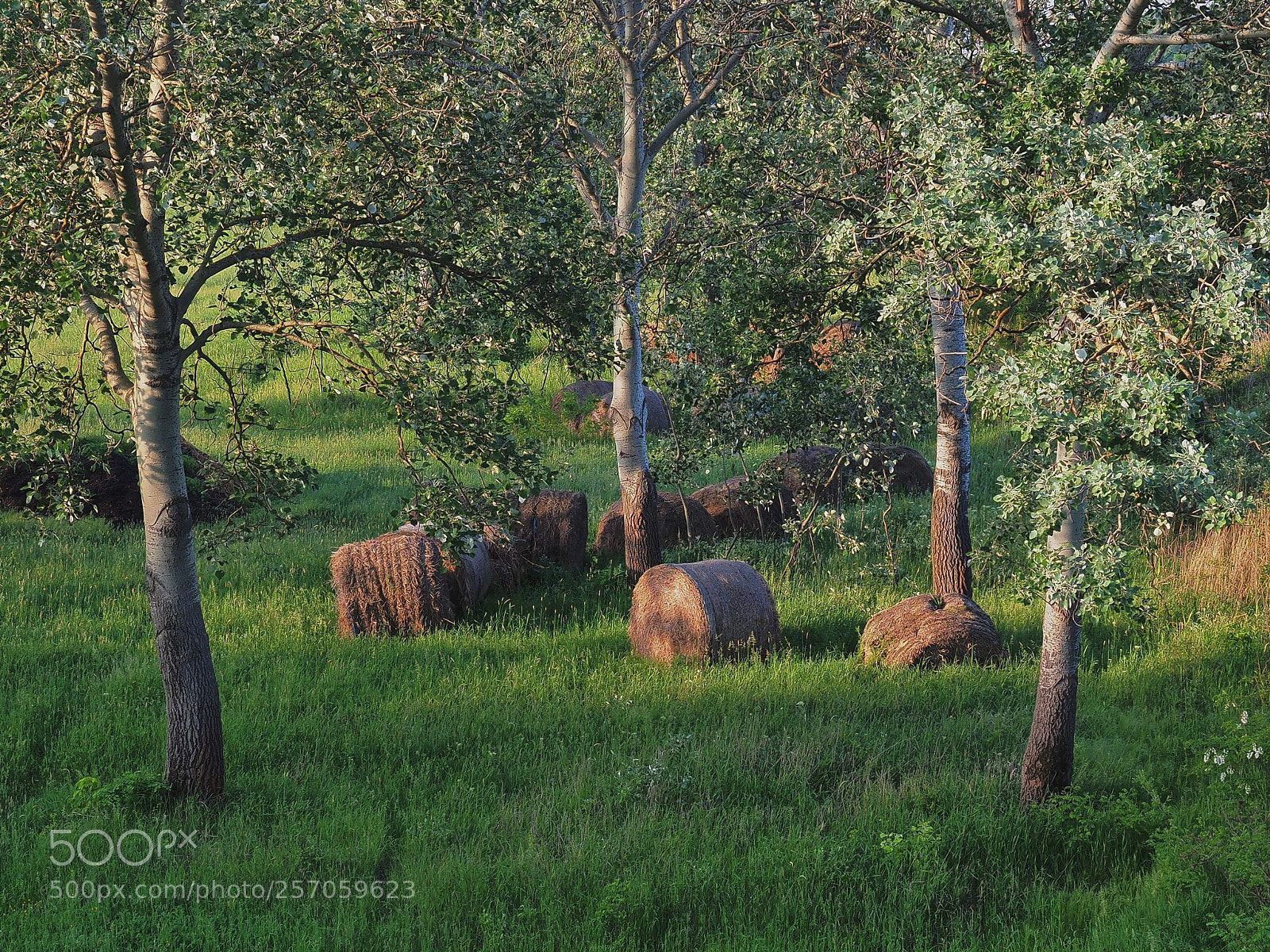 Olympus OM-D E-M1 Mark II sample photo. Bales at dawn photography