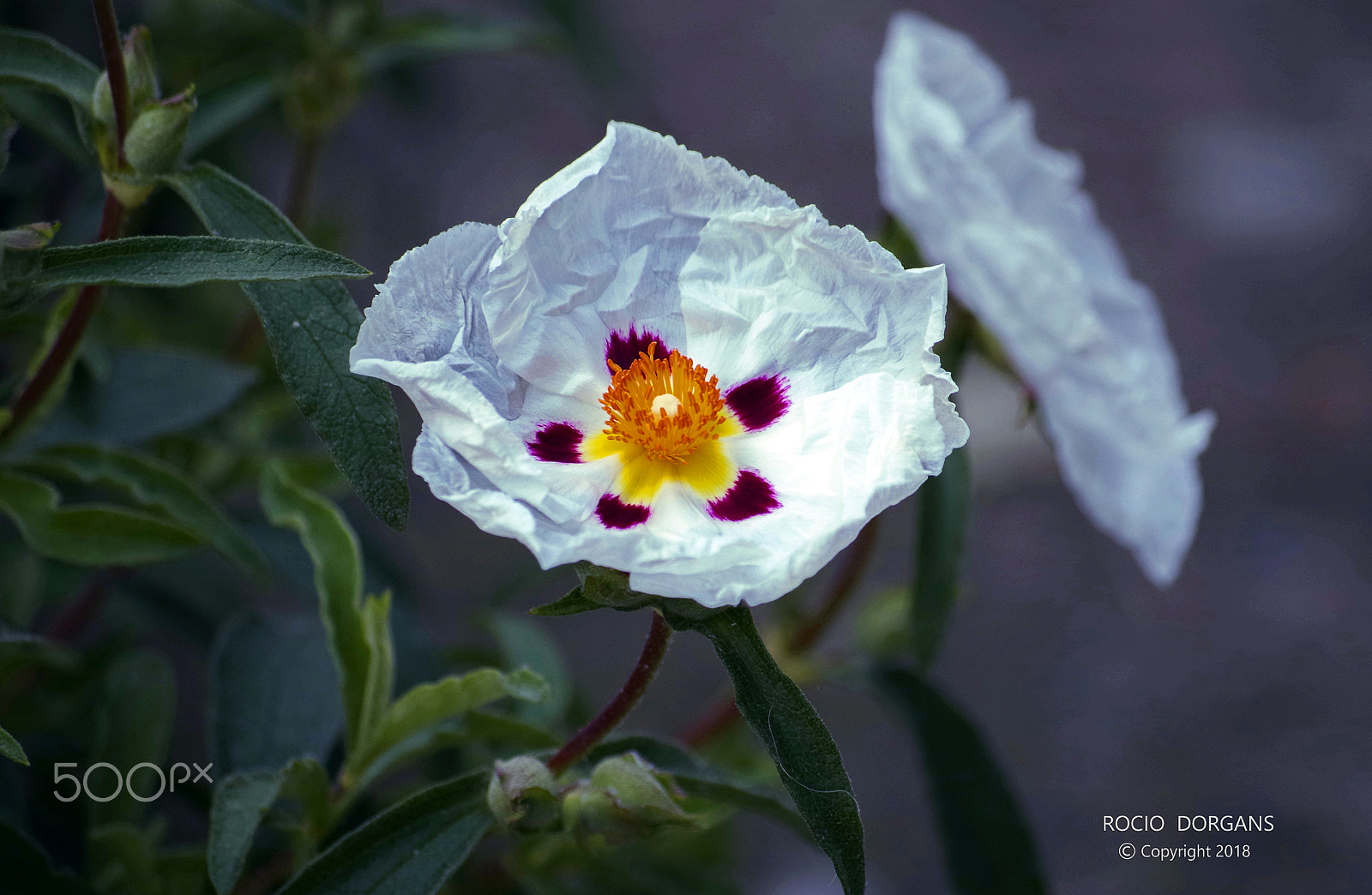 Pentax K-30 sample photo. Spring photography