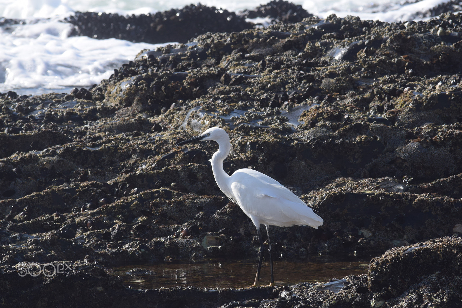 Nikon D3300 sample photo. Seaside heron photography