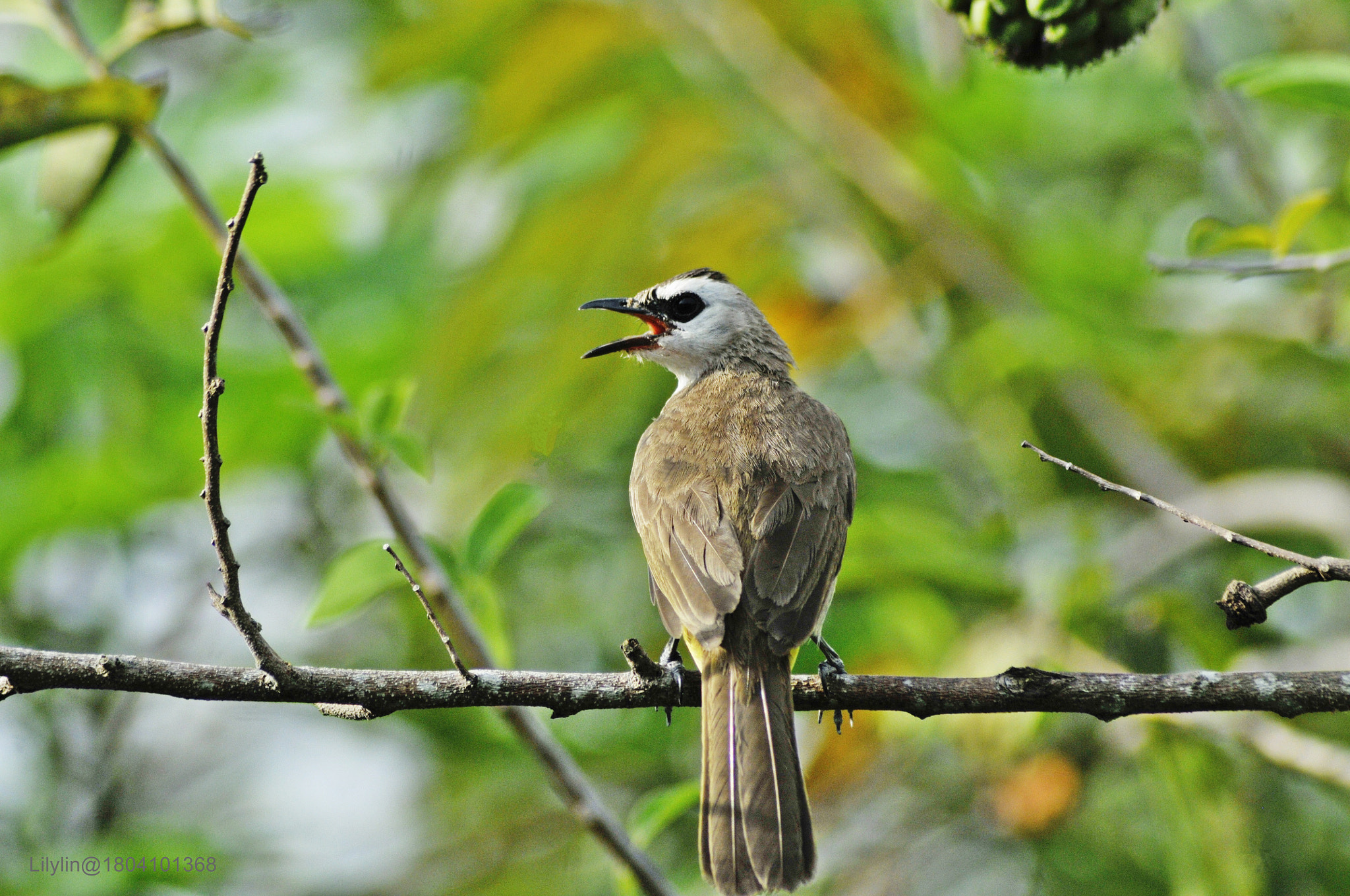 Nikon AF Nikkor 70-300mm F4-5.6G sample photo. Angry bird! photography