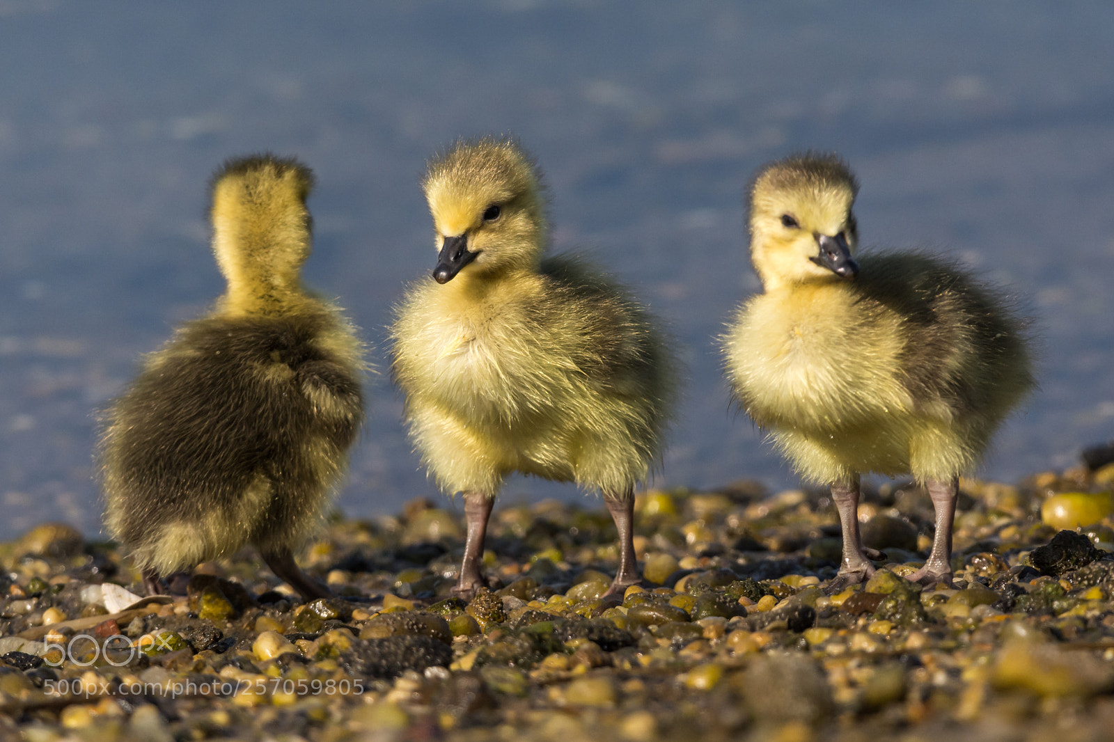 Nikon D7100 sample photo. Canadan geese hatchlings photography