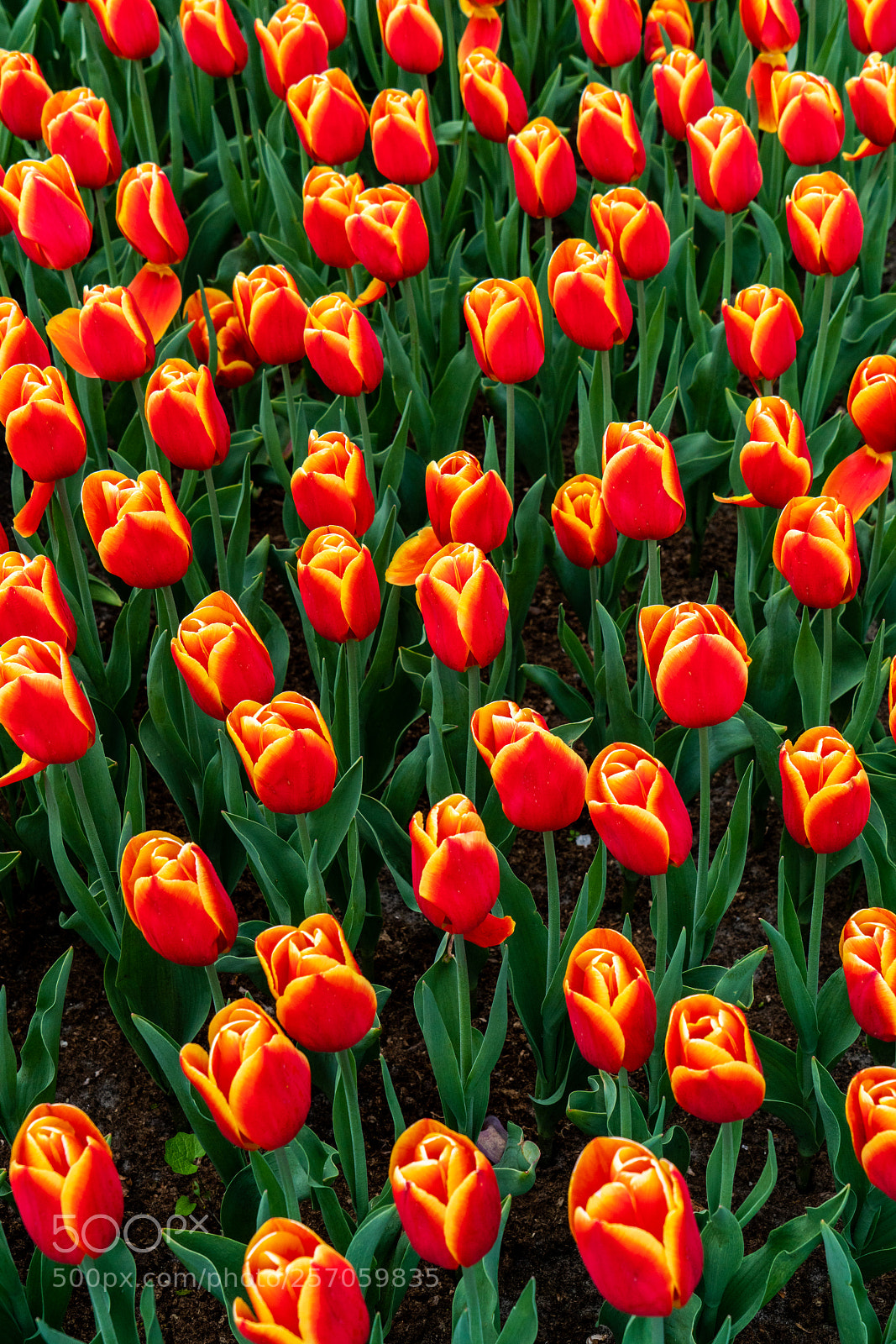 Sony a7R II sample photo. Tulips photography