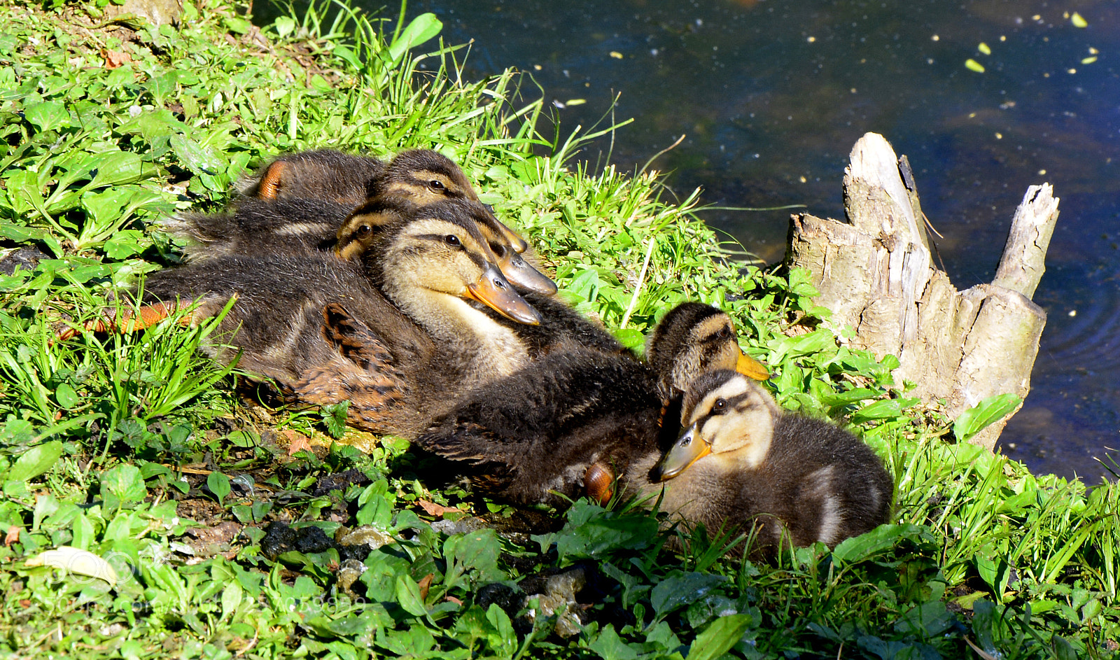 Nikon D7100 sample photo. Still huddled - two photography