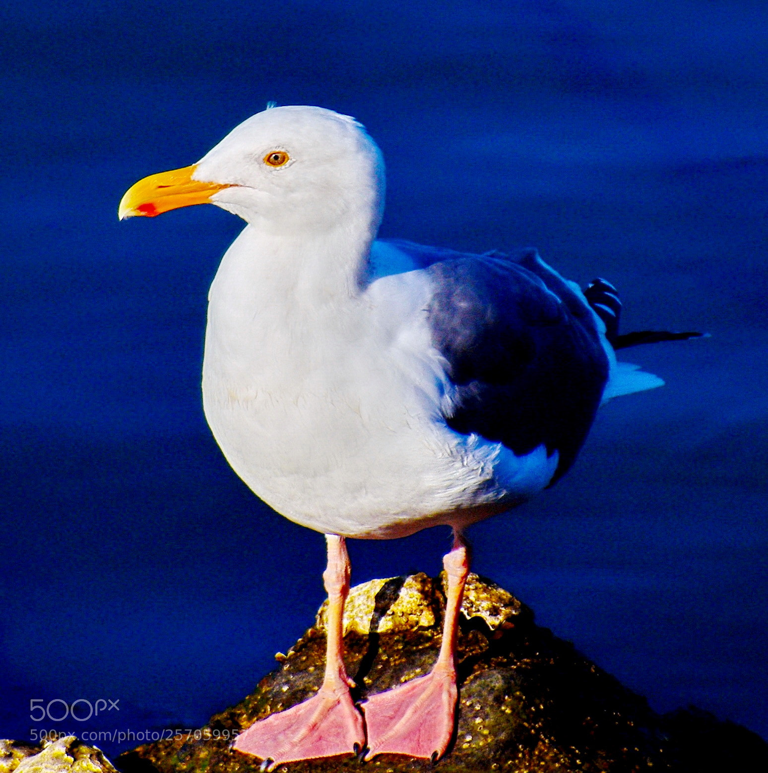 Nikon D7200 sample photo. Seagull watching the ocean photography