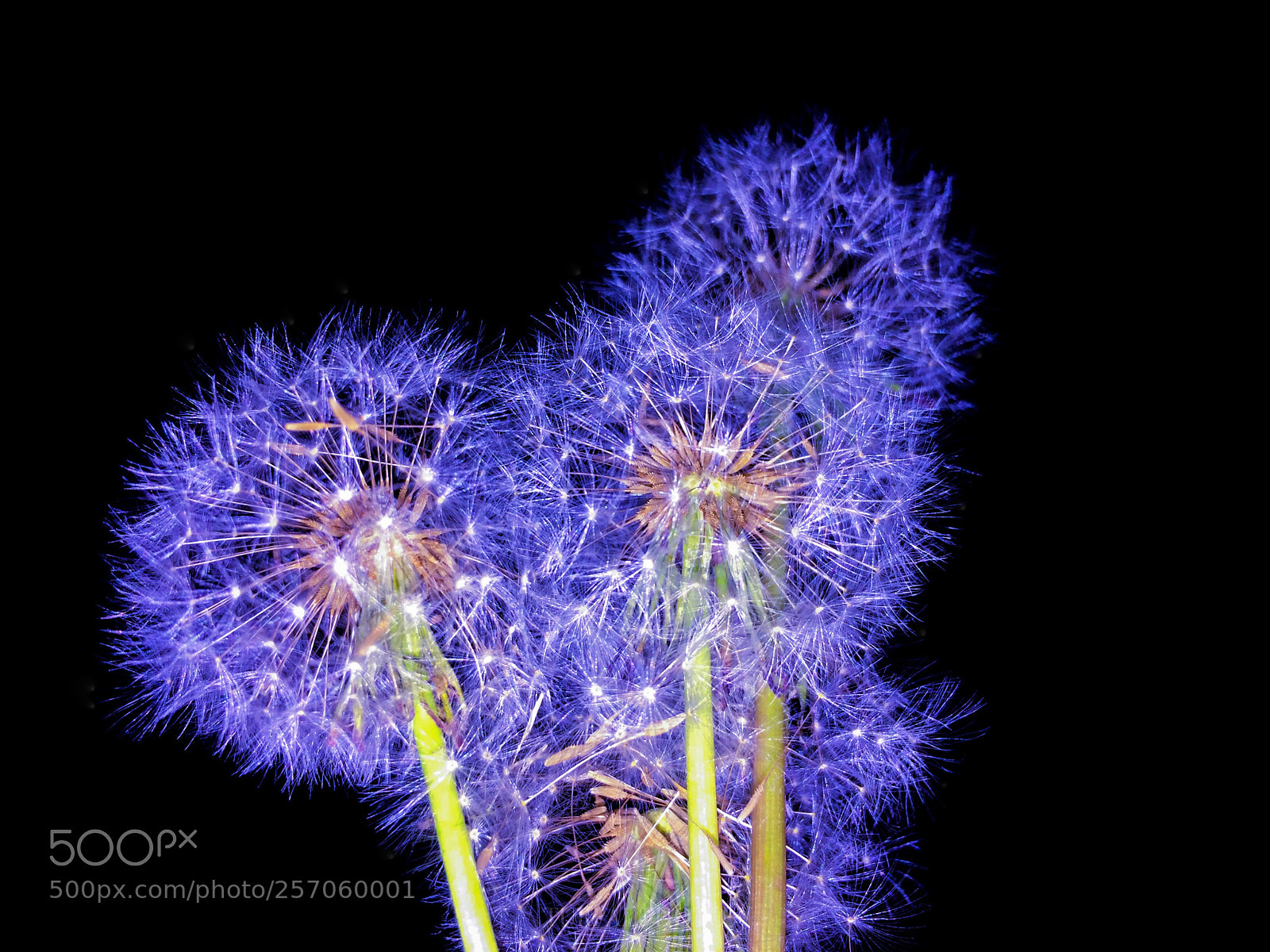Apple iPhone 5s sample photo. Dandelion  photography