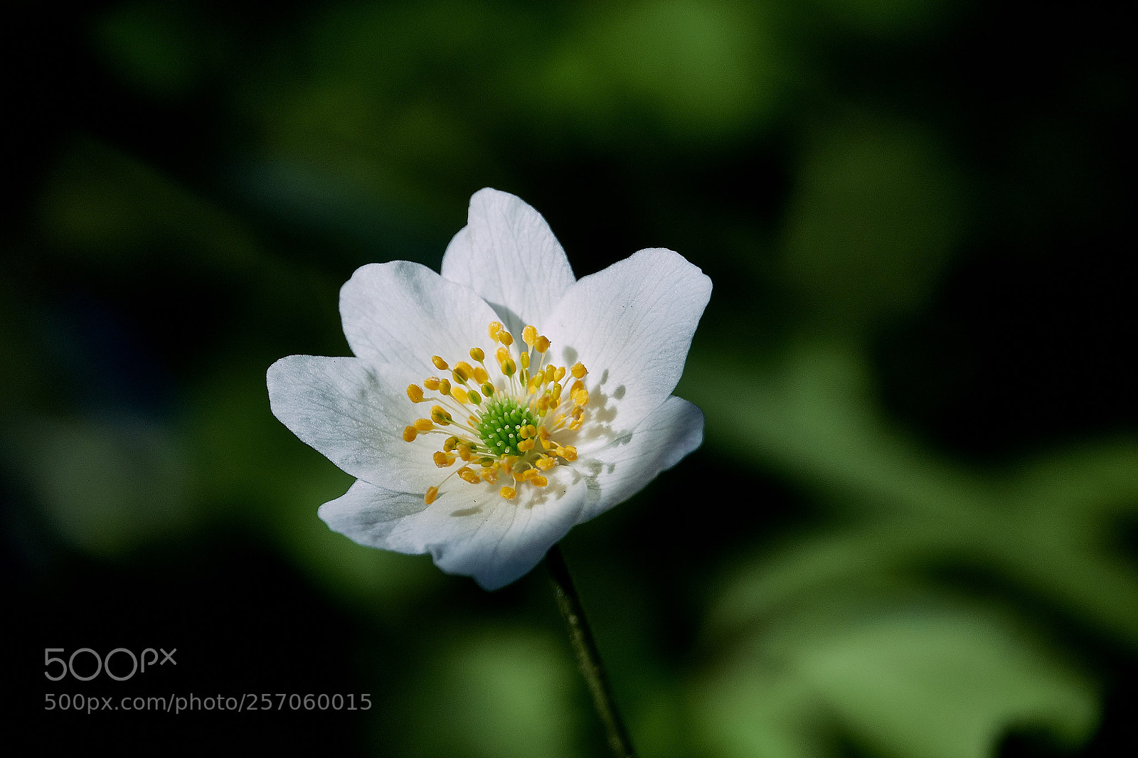 Sony Cyber-shot DSC-RX10 IV sample photo. Wood anemone photography