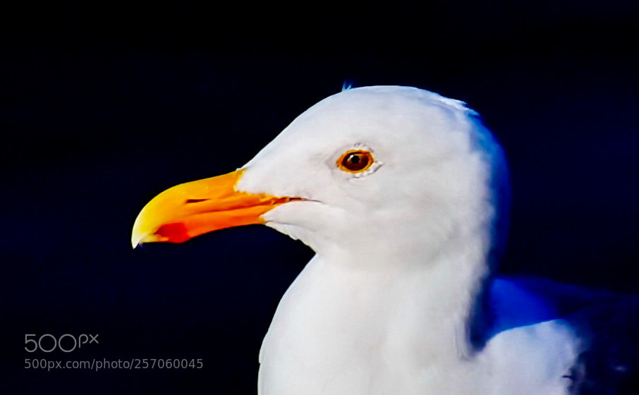 Nikon D7200 sample photo. Seagull watching the ocean photography