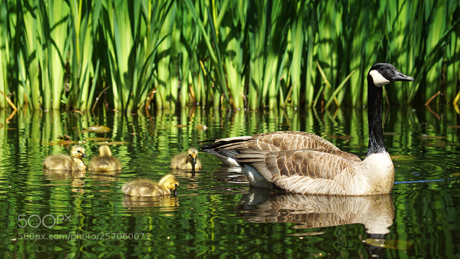 Sony SLT-A77 sample photo. Goose & goslings photography