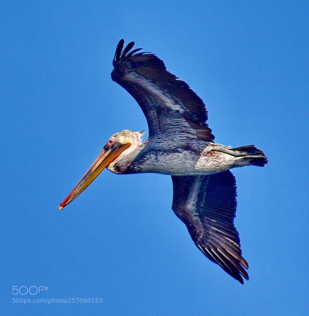 Nikon D7200 sample photo. Pelican flying across marina photography