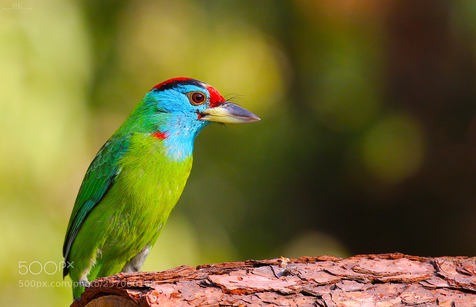 Canon EOS 70D sample photo. Blue-throated barbet photography