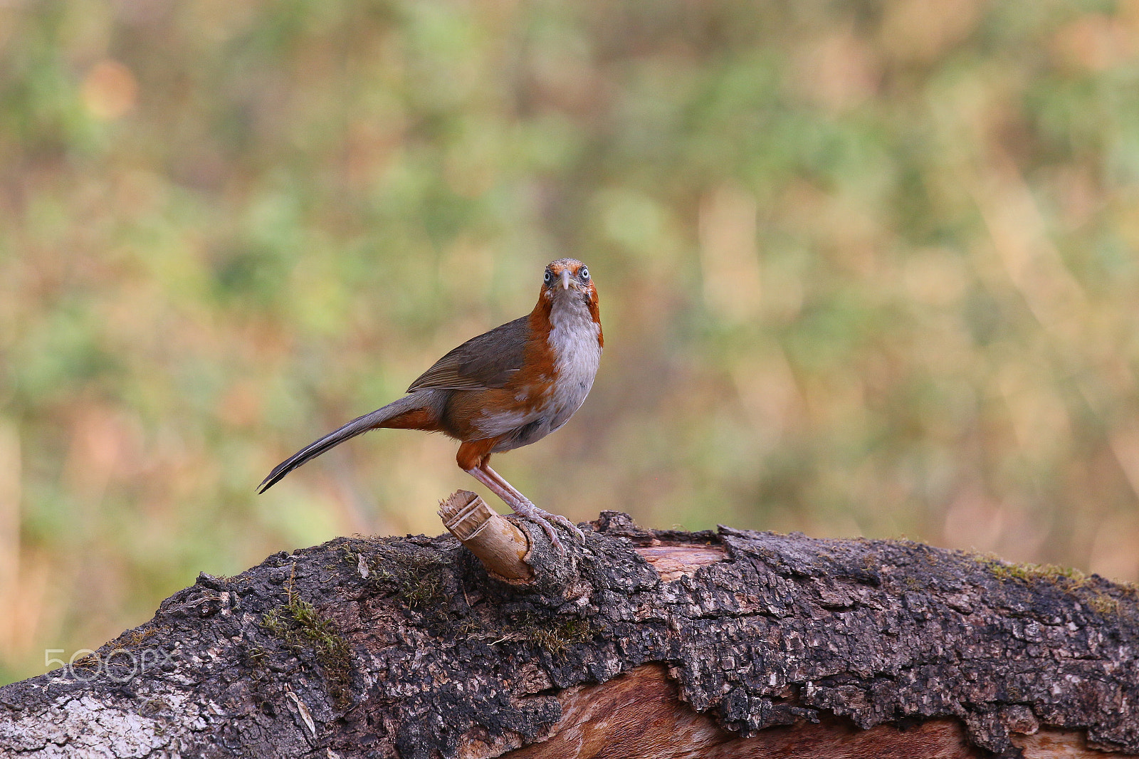 Canon EOS 70D + Canon EF 100-400mm F4.5-5.6L IS II USM sample photo. Rusty-cheeked scimitar babbler photography