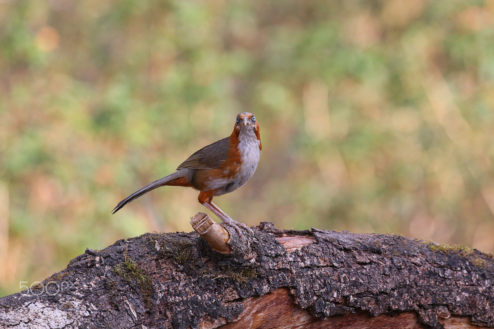 Canon EOS 70D sample photo. Rusty-cheeked scimitar babbler photography