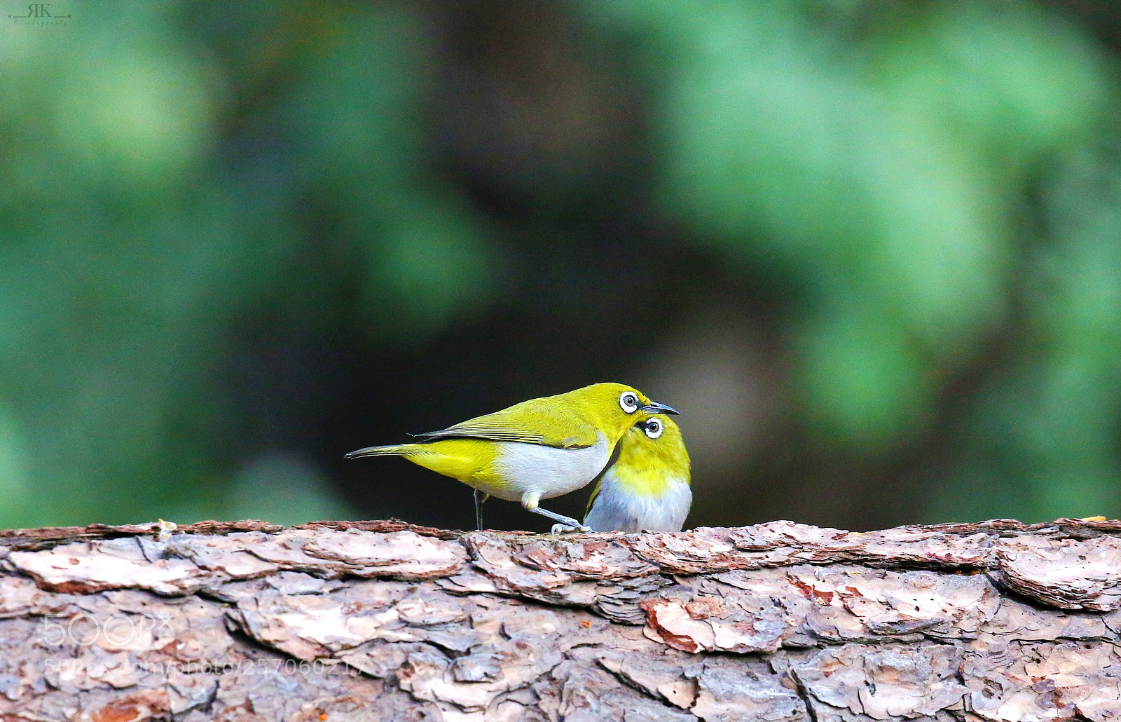 Canon EOS 70D sample photo. Oriental white-eye photography