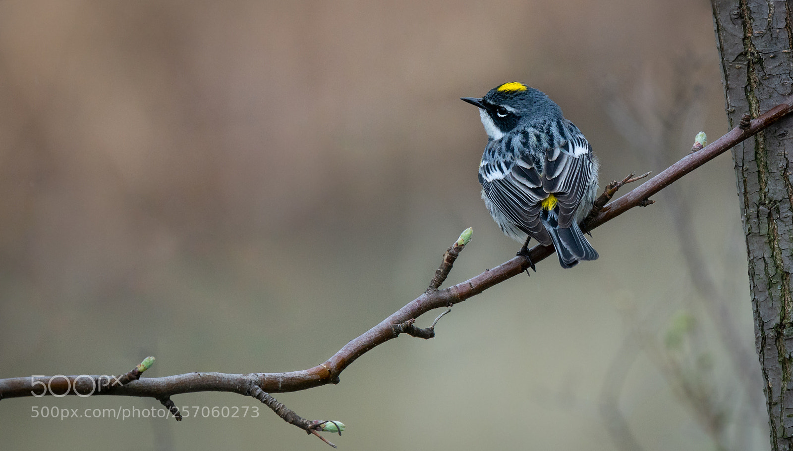 Sony a6300 sample photo. Yellow rumped photography