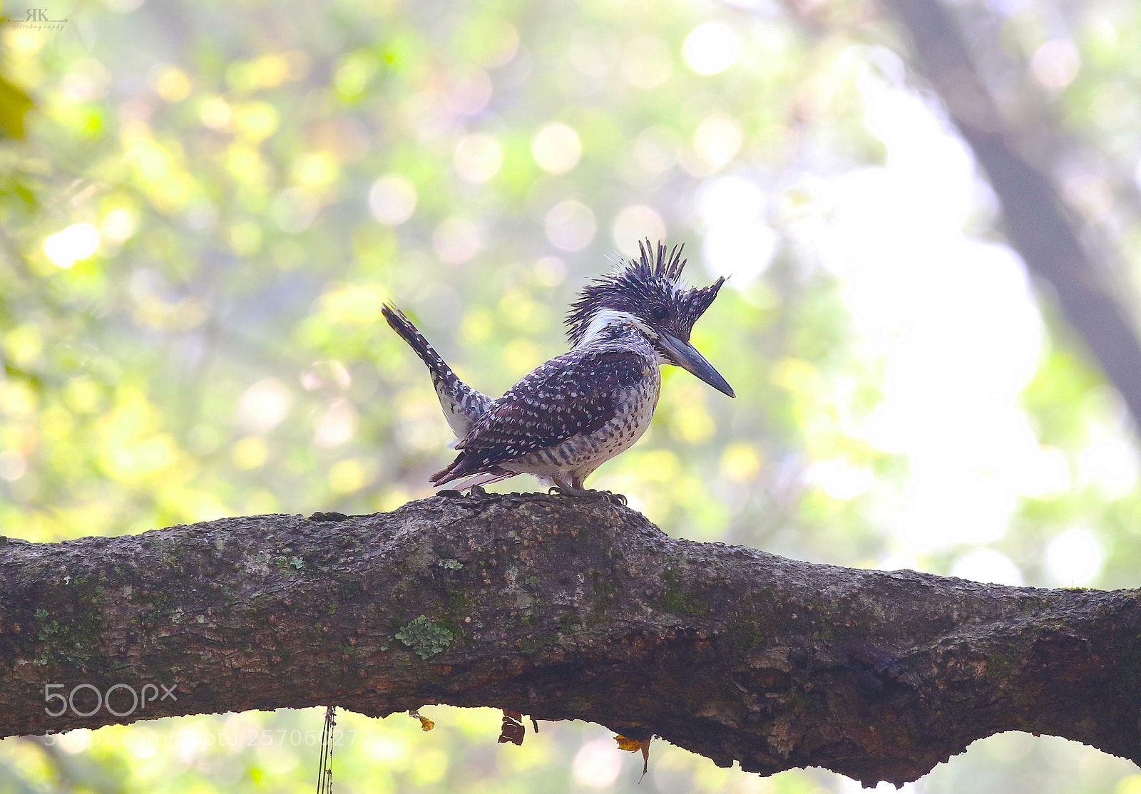 Canon EOS 70D sample photo. Crested kingfisher photography