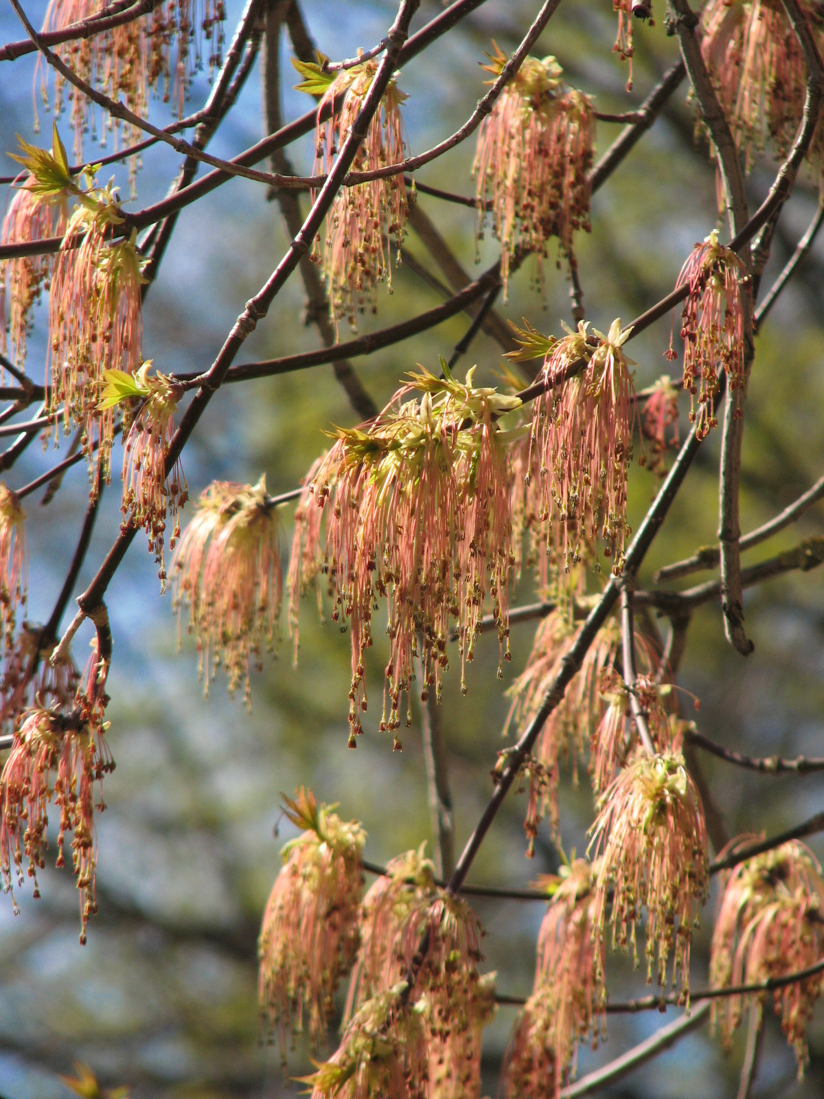 Canon POWERSHOT S3 IS sample photo. Spring2 photography