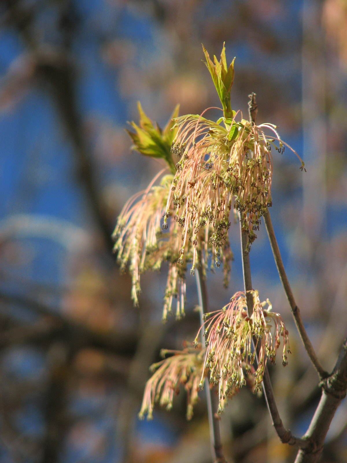 Canon POWERSHOT S3 IS sample photo. Spring photography