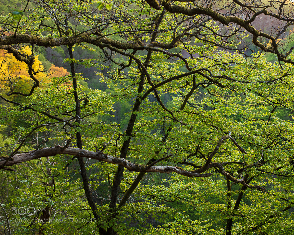 Canon EOS 5DS R sample photo. S der sen v photography