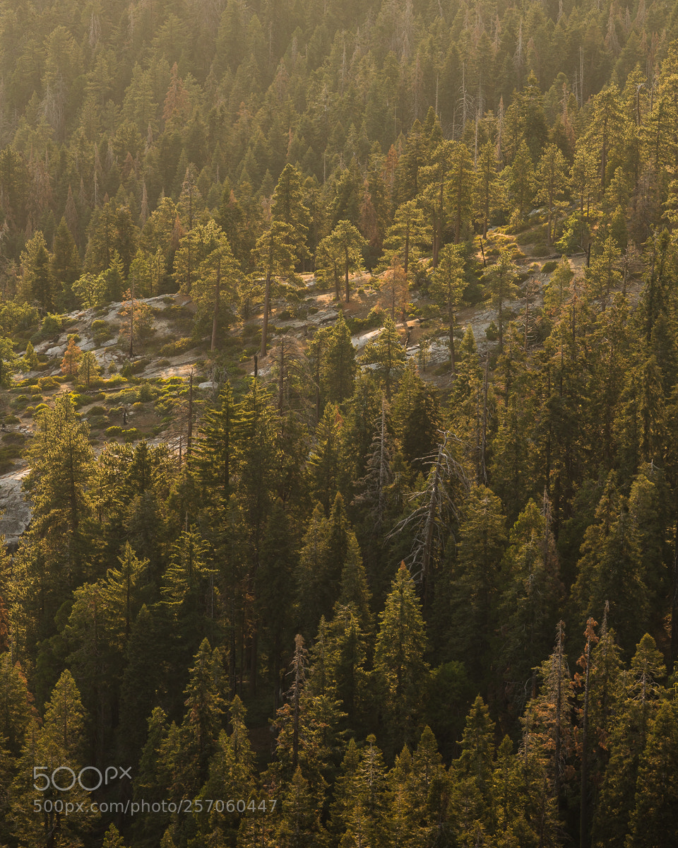 Canon EOS 5DS R sample photo. Sequoia national park xii photography