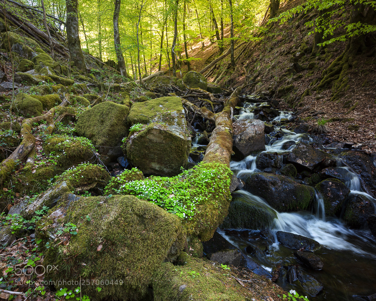 Canon EOS 5DS R sample photo. S der sen v photography