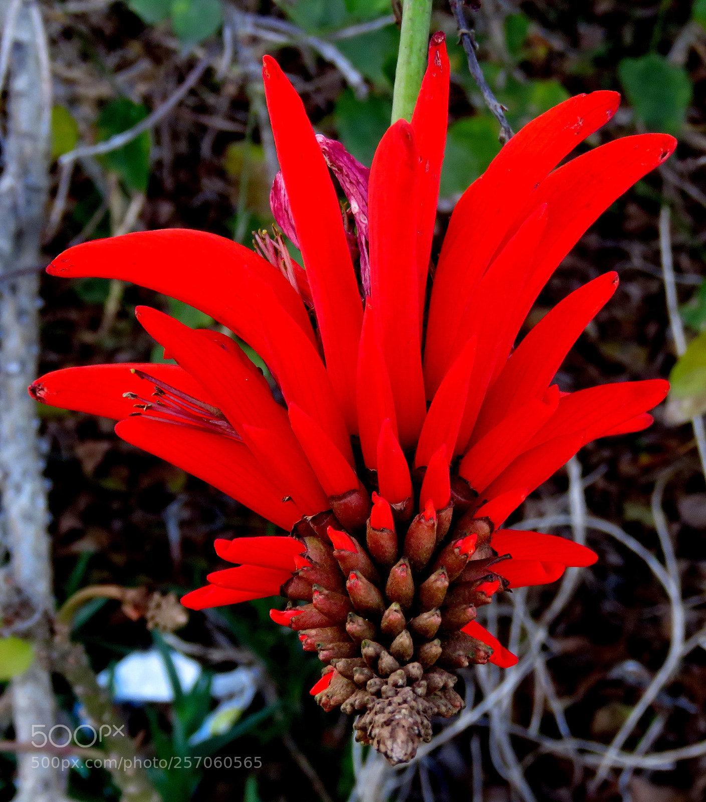 Canon PowerShot SX60 HS sample photo. Red pinecomb flower photography
