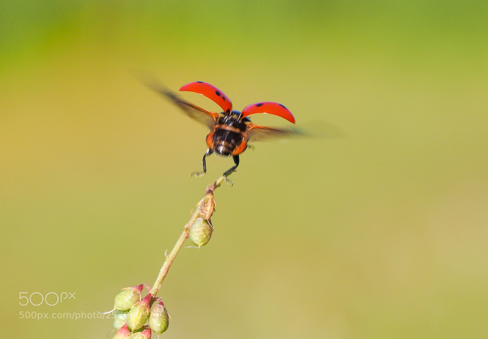 Olympus OM-D E-M1 Mark II sample photo. Ladybug photography