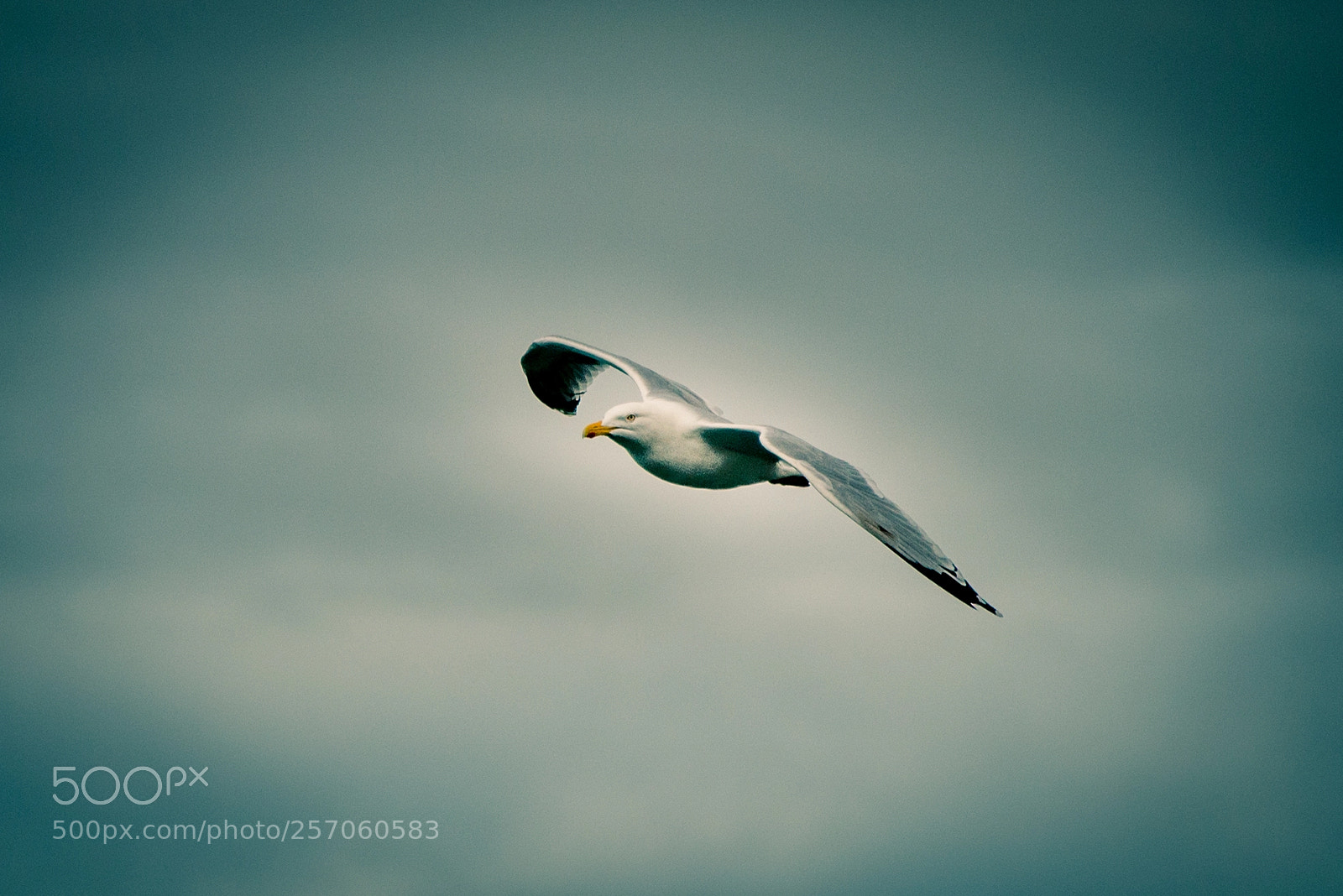 Nikon D800E sample photo. Mouette photography