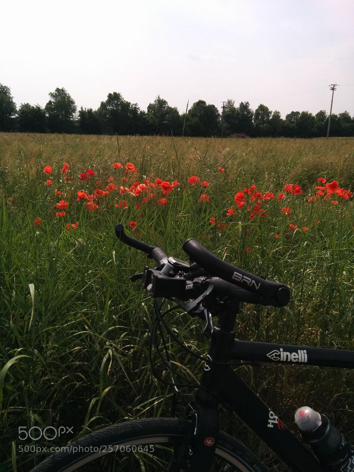 LG Nexus 5 sample photo. Papaveri e biciclette photography